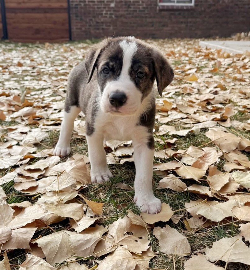 🎄 Pup of the Day:... - Mile High Labrador Retriever Mission | Facebook