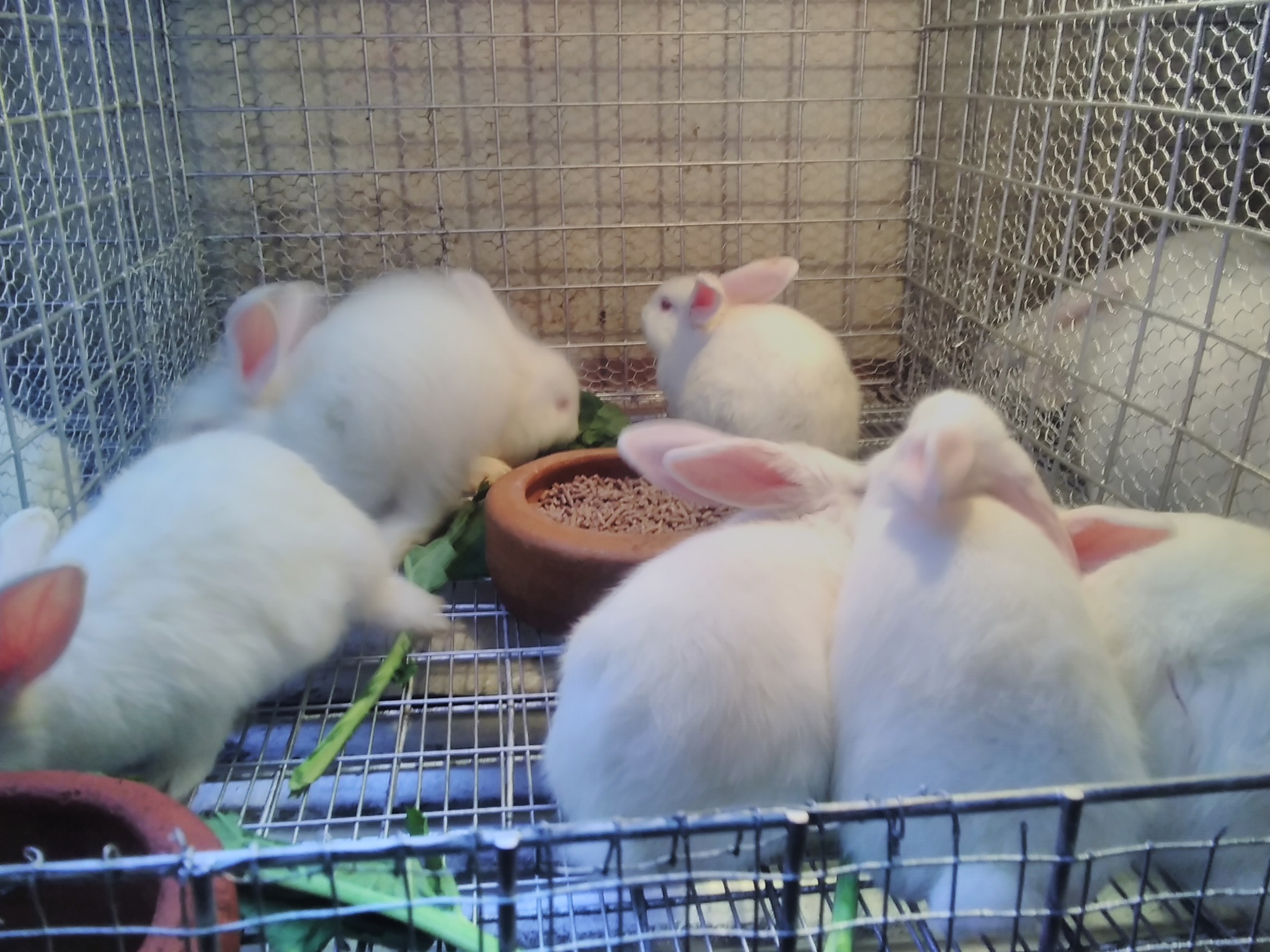 Smart Rabbit Breeding Farm | Nairobi