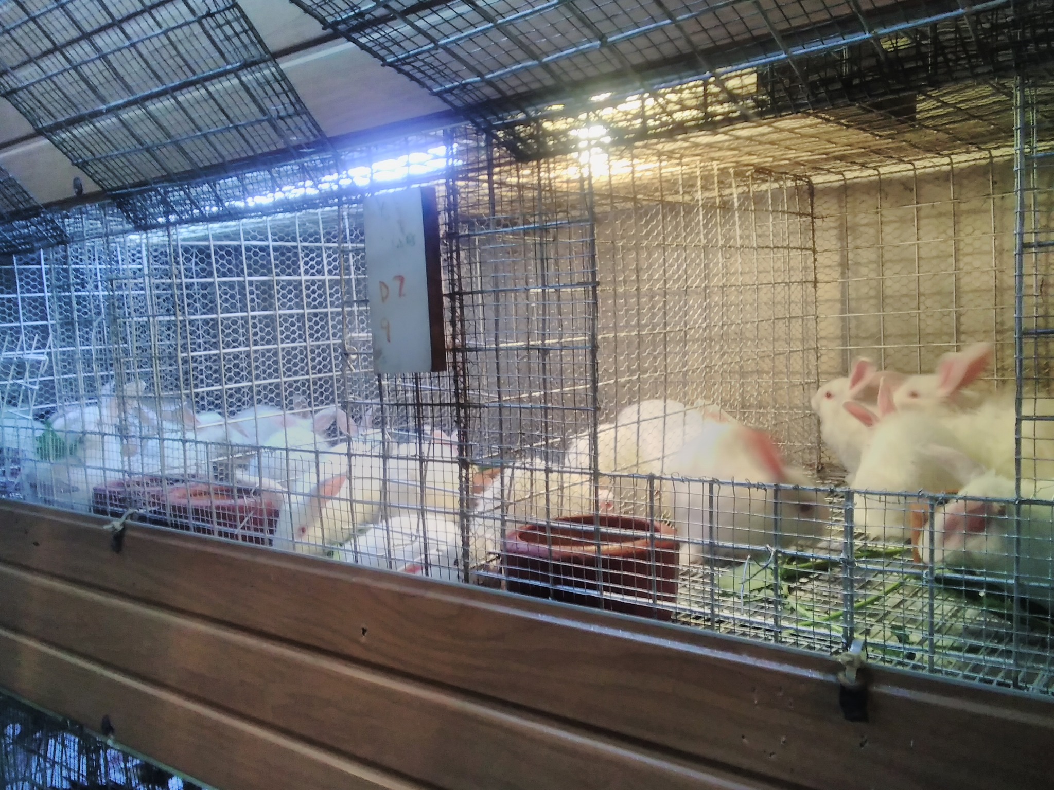 Smart Rabbit Breeding Farm | Nairobi