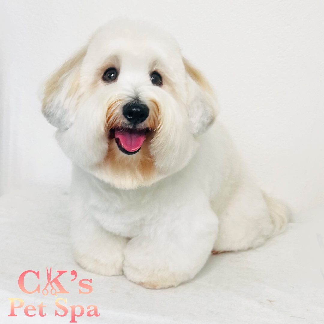 ck-s-pet-spa-introducing-chouppie-s-fabulous