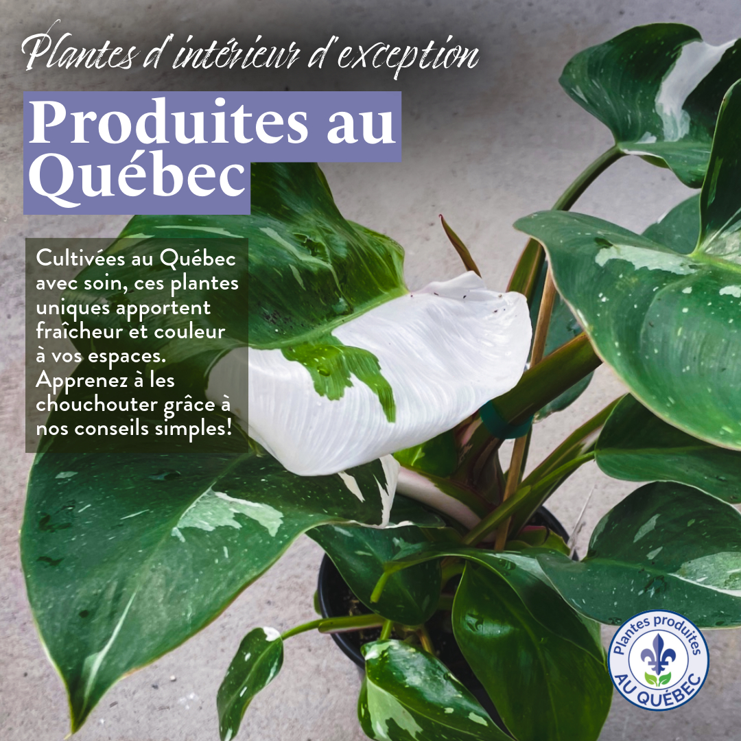 Centre Jardin Cloutier Botanix | Gatineau QC