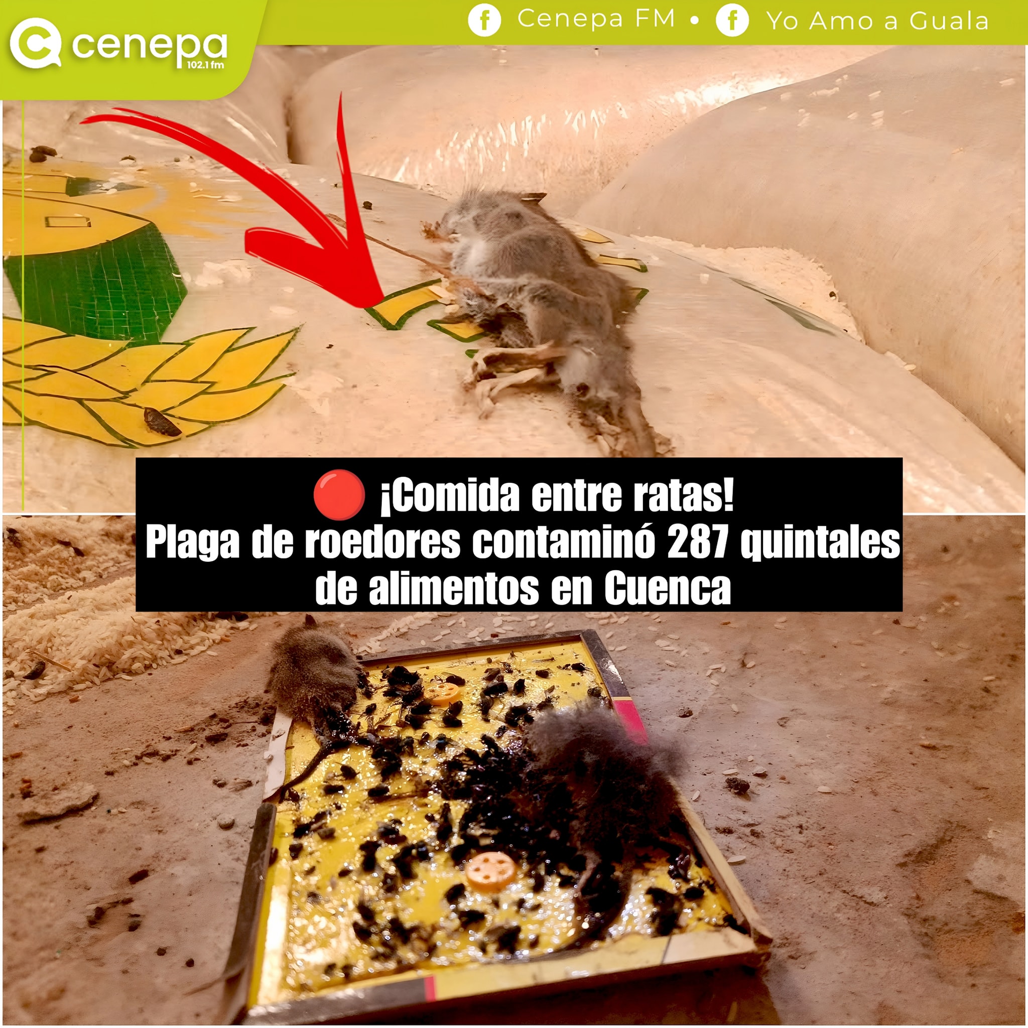 Cenepa - 🐀 ¡12 ratas mu3rtas entre los alimentos! 😱 ARCSA clausura ...