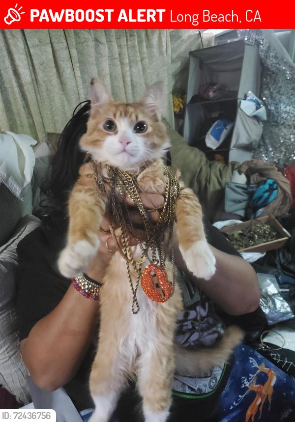 🚨 Ninja was LOST July 26, 2026 in Long Beach, CA 90808 near