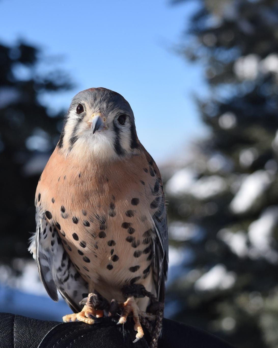 Montana Raptor... - Montana Raptor Conservation Center