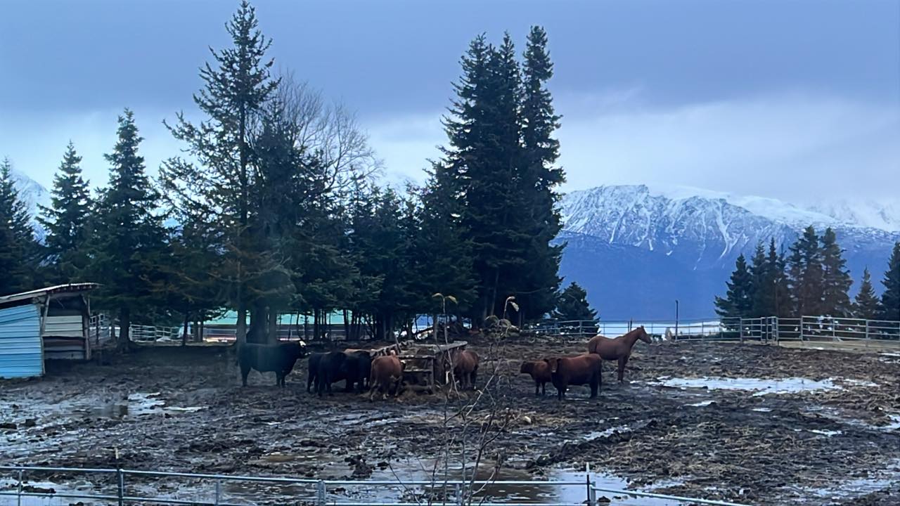 Rocking J Ranch - We are dealing with slop, muck and ice... | Facebook