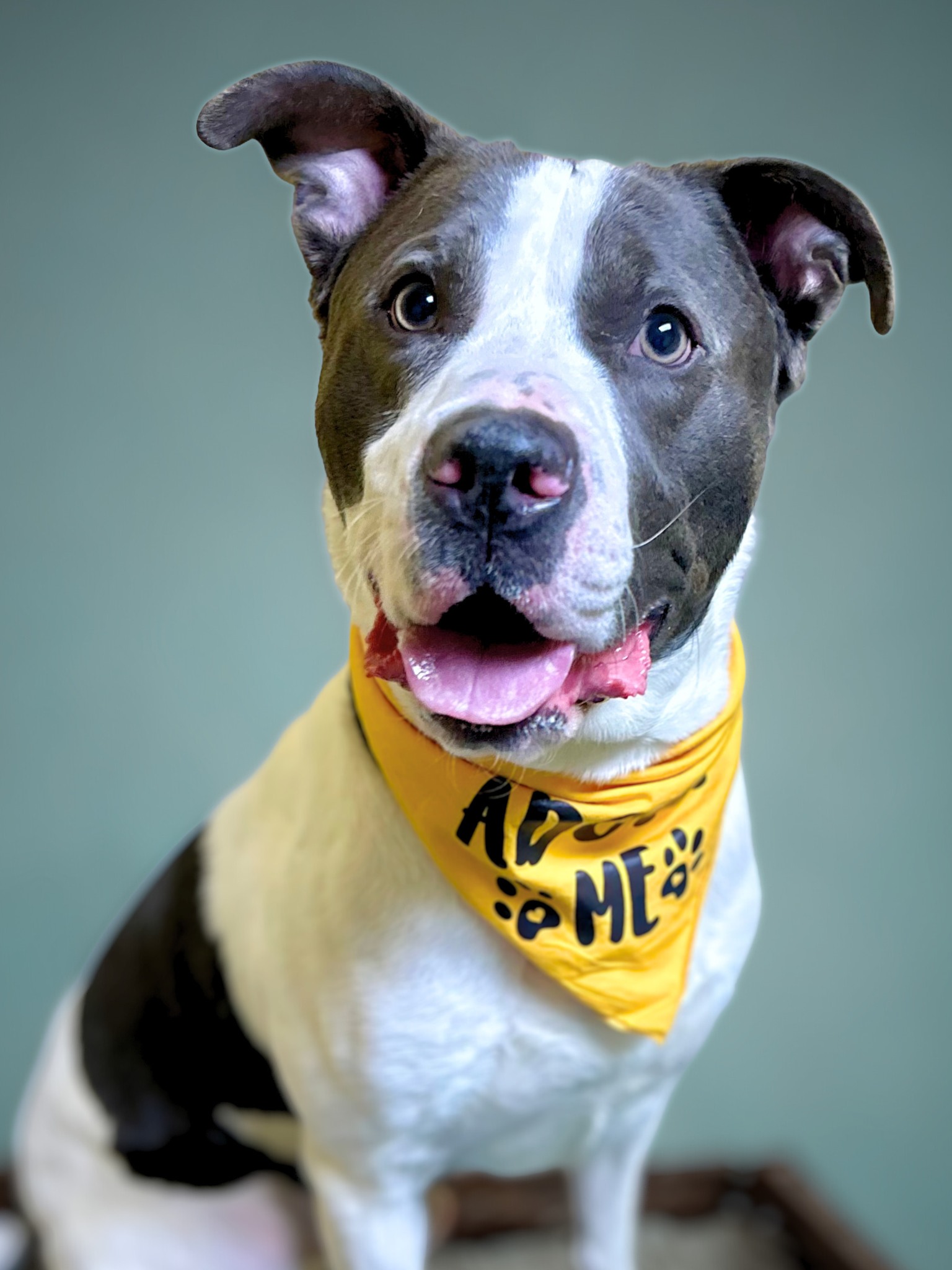 WIS TV - Meet Sanders! 🐕 Sanders is a 4-year-old Terrier... | Facebook