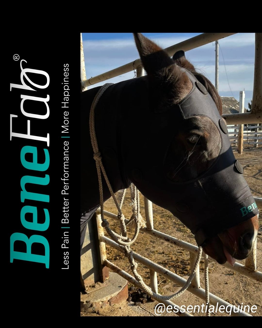 Benefab - The most common bone tumor in dogs is a type of... | Facebook