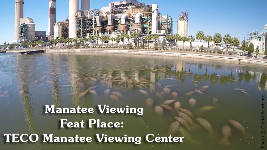 Save - Where to view manatees - Featured Place: Manatee Viewing Center ...