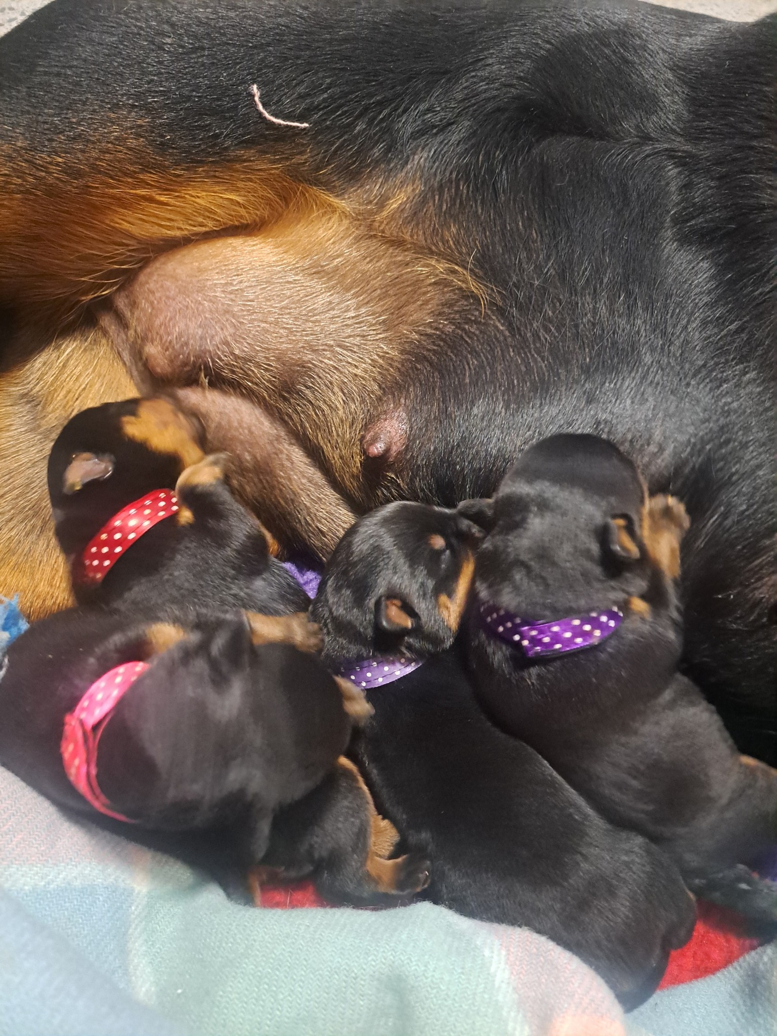 A huge shout out to Sonya Dyason and... - Moya Rottweilers | Facebook