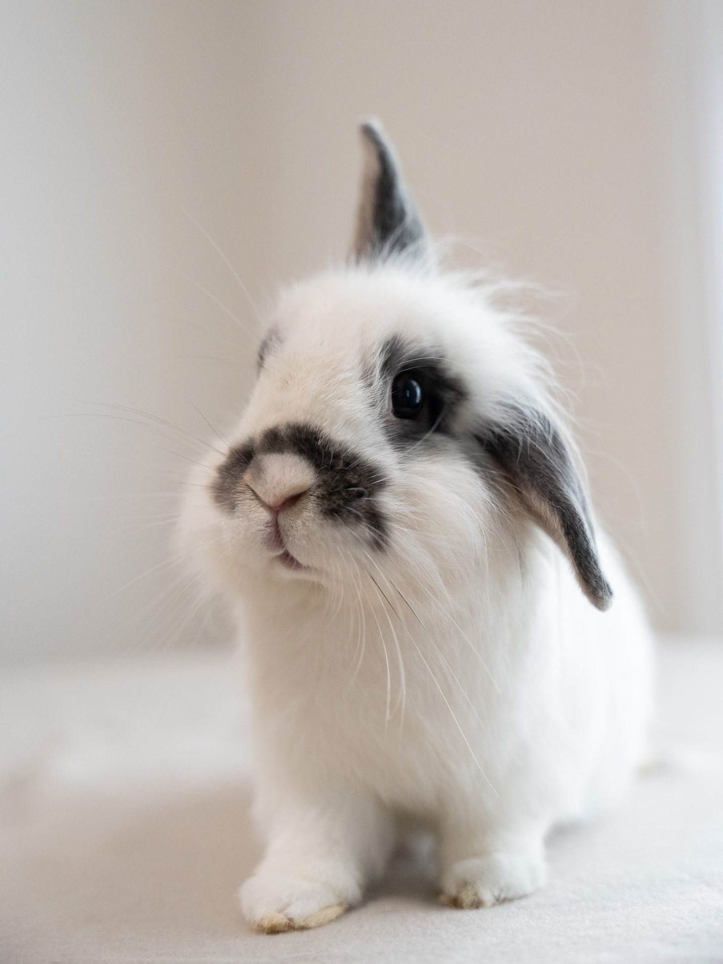 Georgia House Rabbit Society - Migo | Facebook