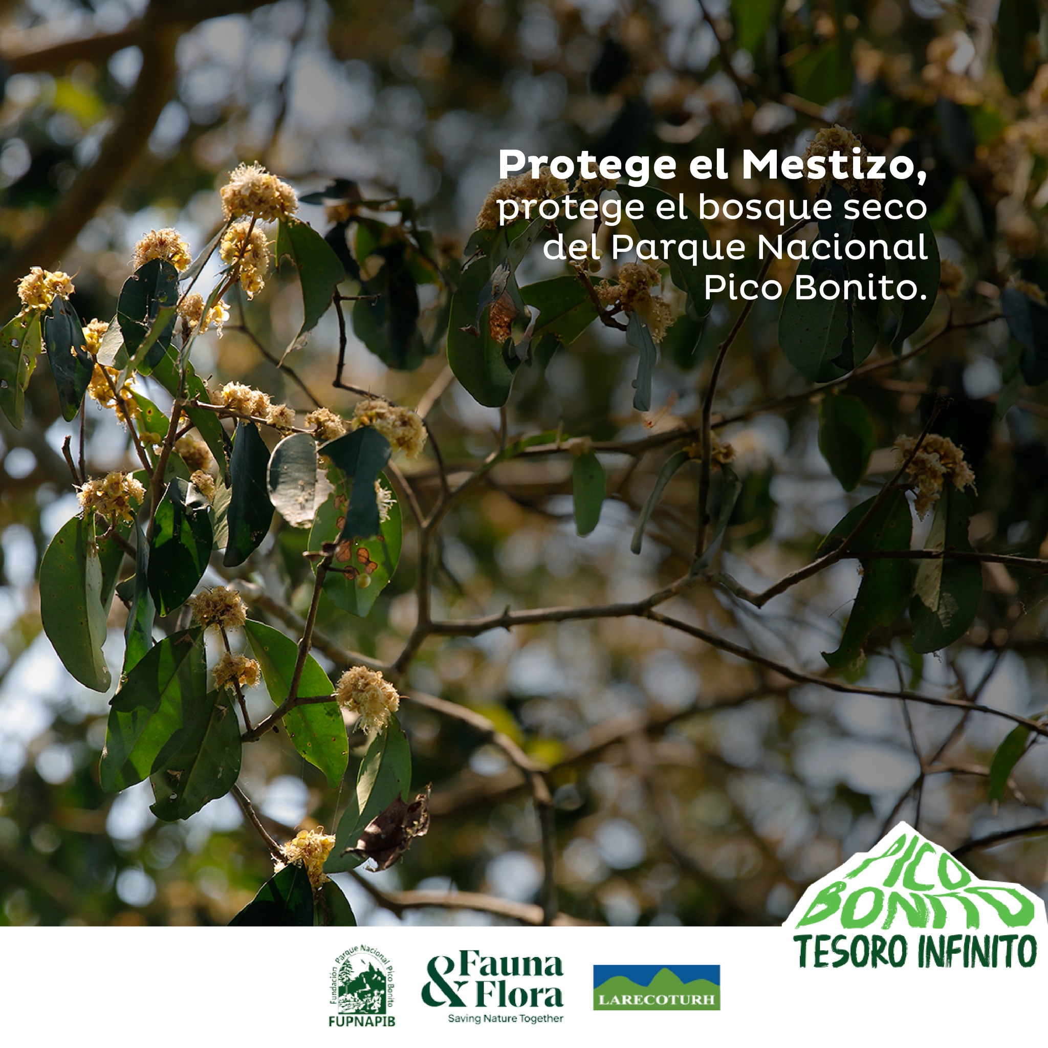 Fundación - El Mestizo o Pimientillo es una especie endémica de ...