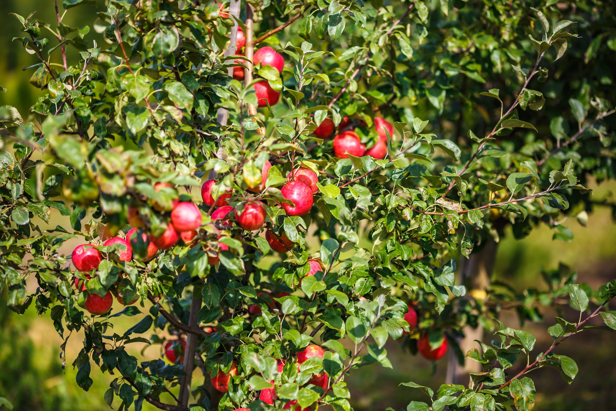WVSU - 🍏 Orchard Management Series: Apple Pests & Diseases 🌳 Join us ...