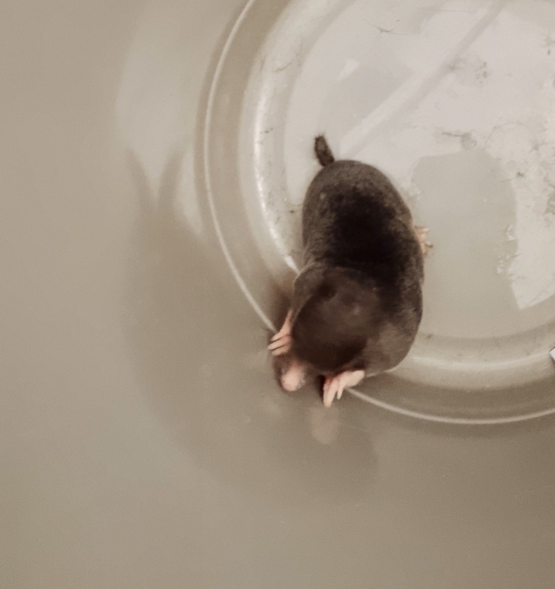 Kiwi - Máme vanu zazděnou do podlahy. Že vám to nepřipadá zajímací? Nuž ...