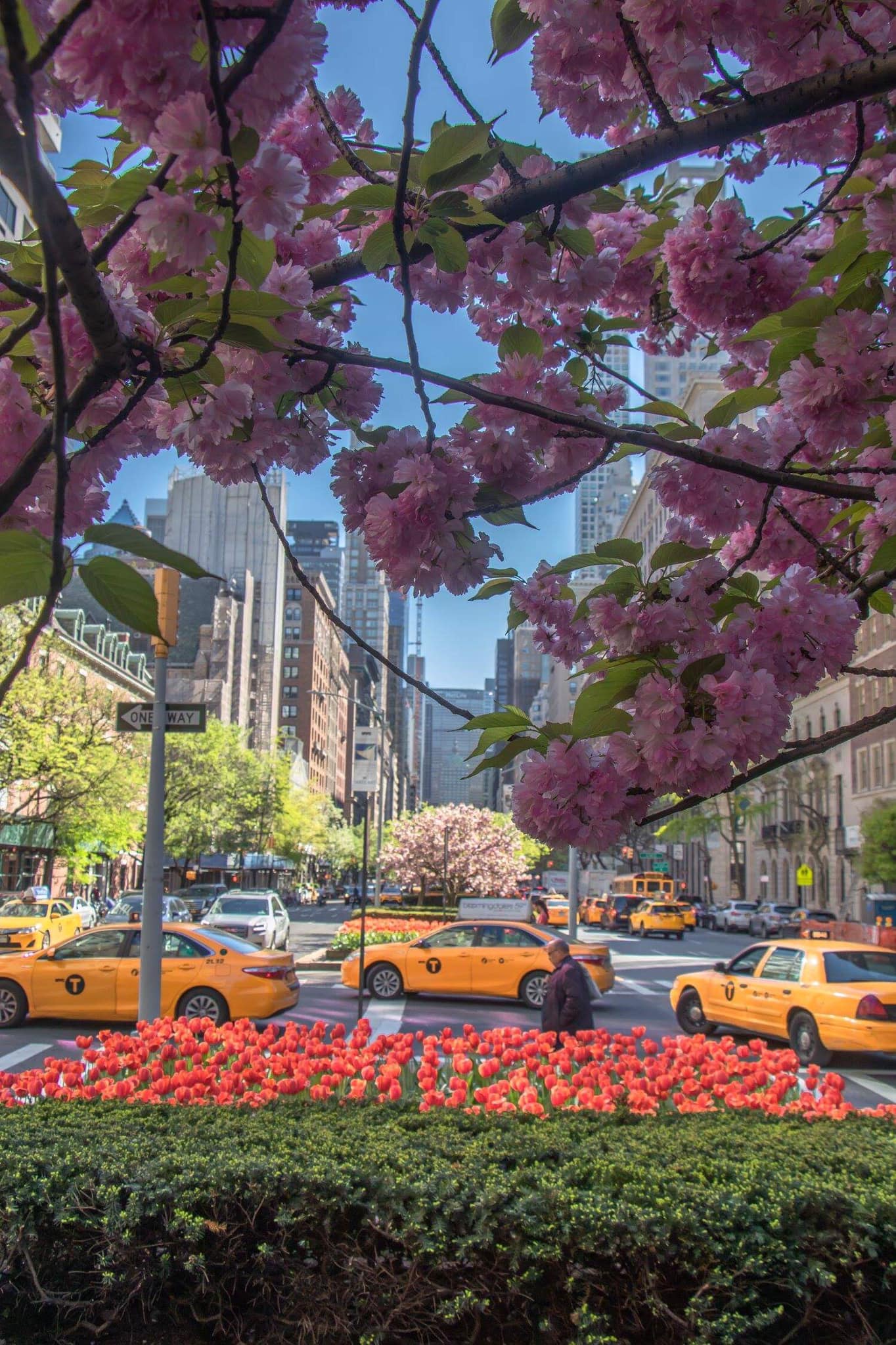 Spring on Park Ave 🌸🌸🌸 www.newyorkcitykopp.com