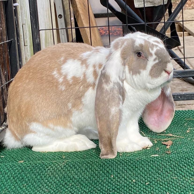 Howling - Just an FYI, if you’re looking for a rabbit for your breeding ...