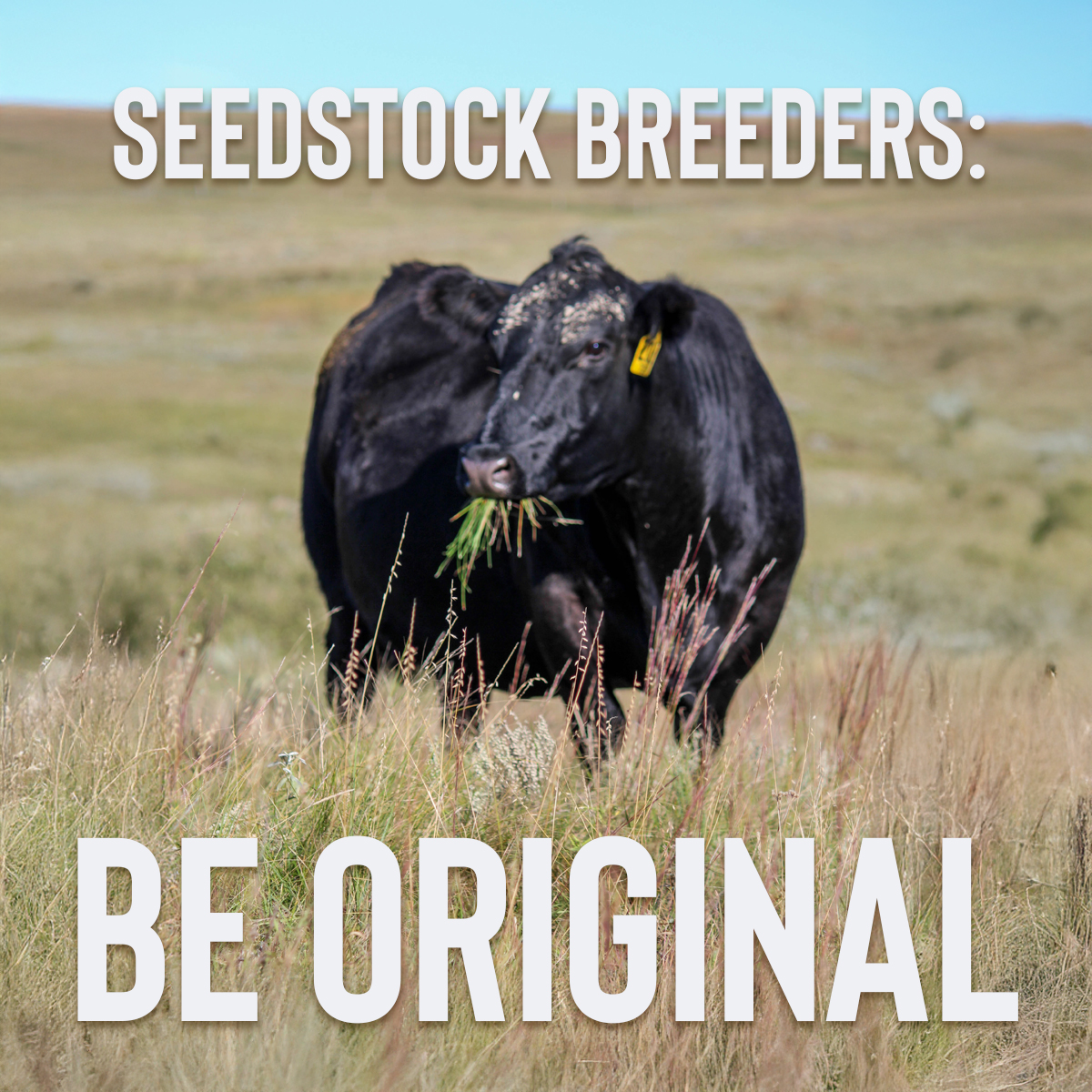 Strommen Livestock Services | Solen ND