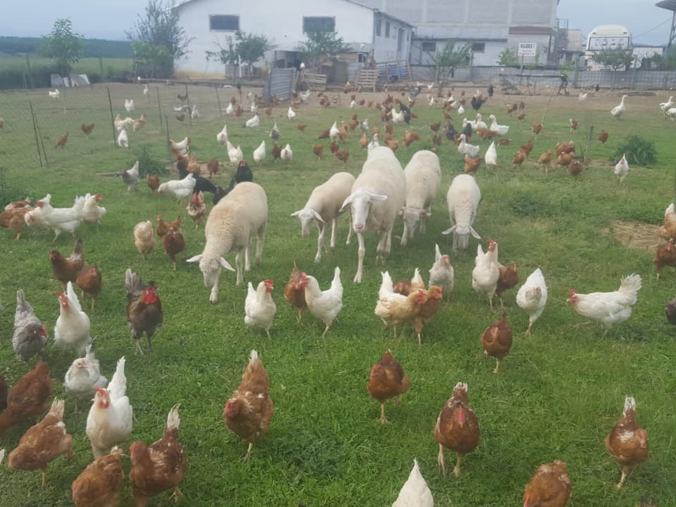 Barnatore Bujqesore... - Barnatore Bujqesore Grapeland