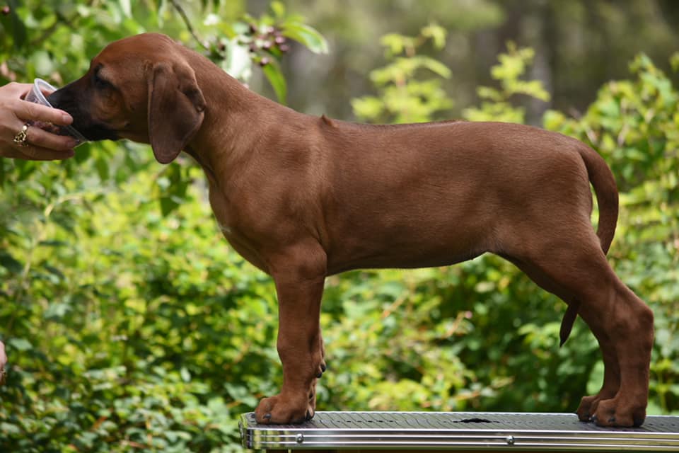 Regalcrown Rhodesian Ridgebacks