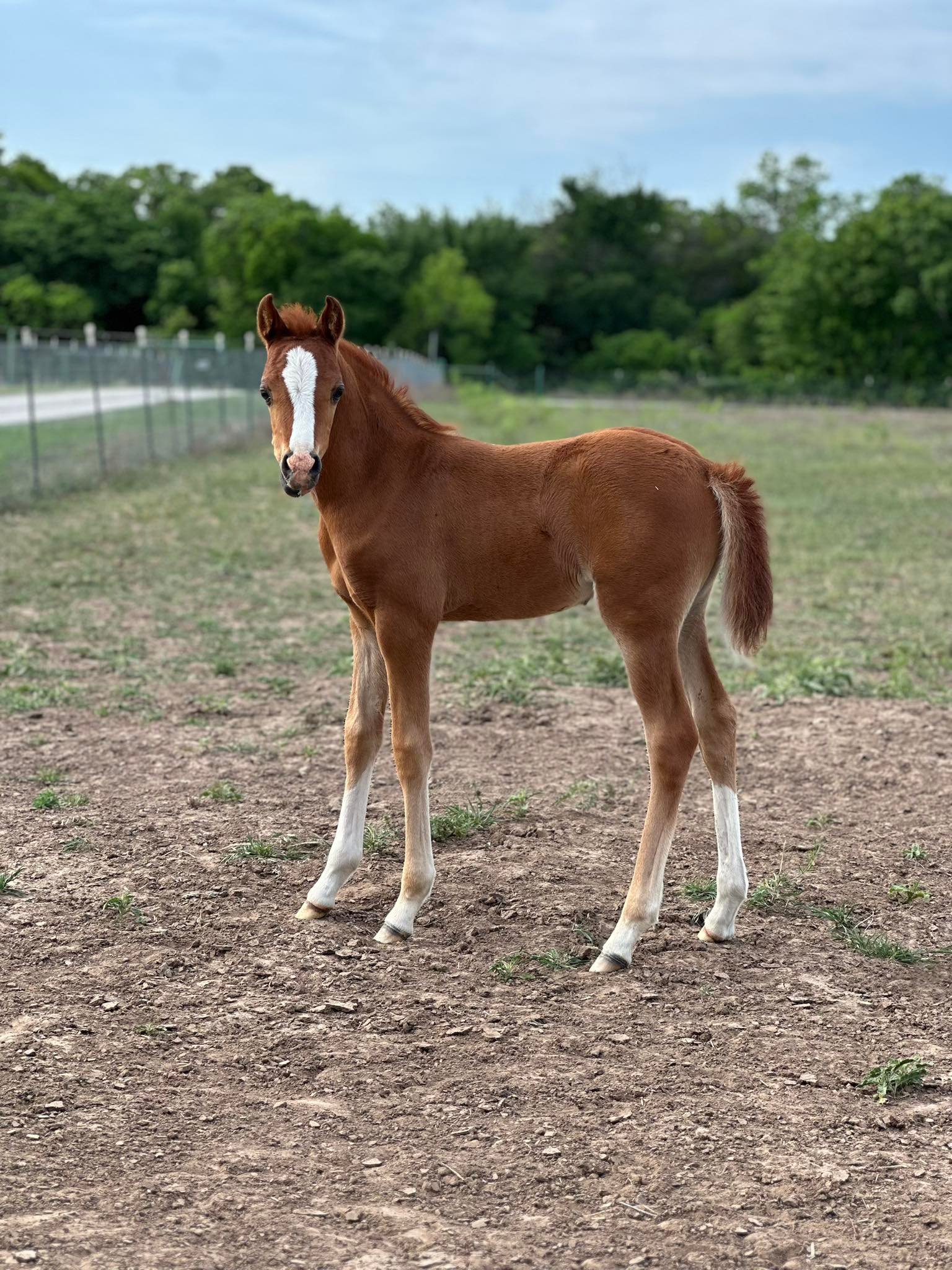 Kickapoo Ponies Texas added a new... - Kickapoo Ponies Texas