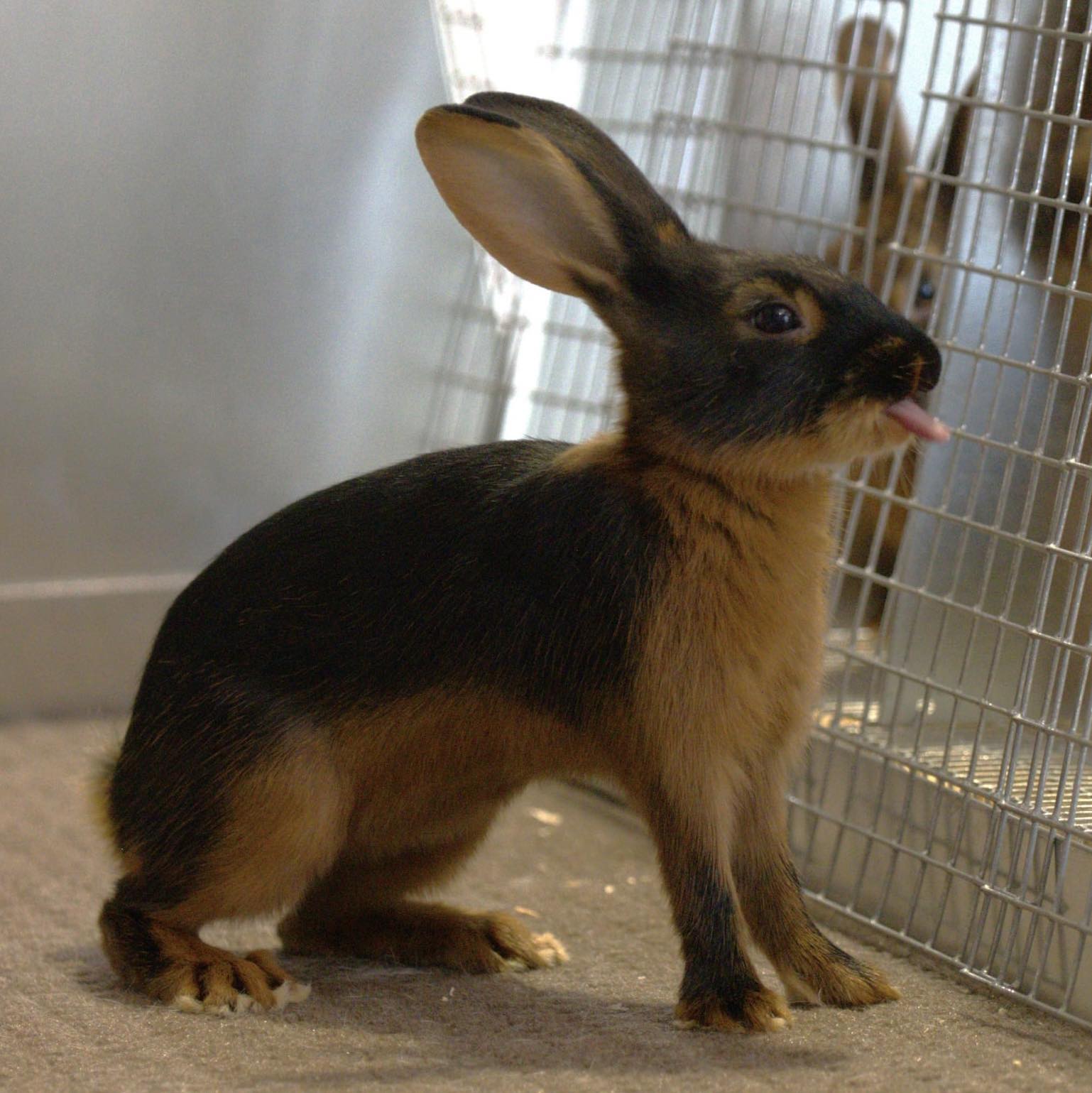 Willow Valley Rabbitry added a... - Willow Valley Rabbitry