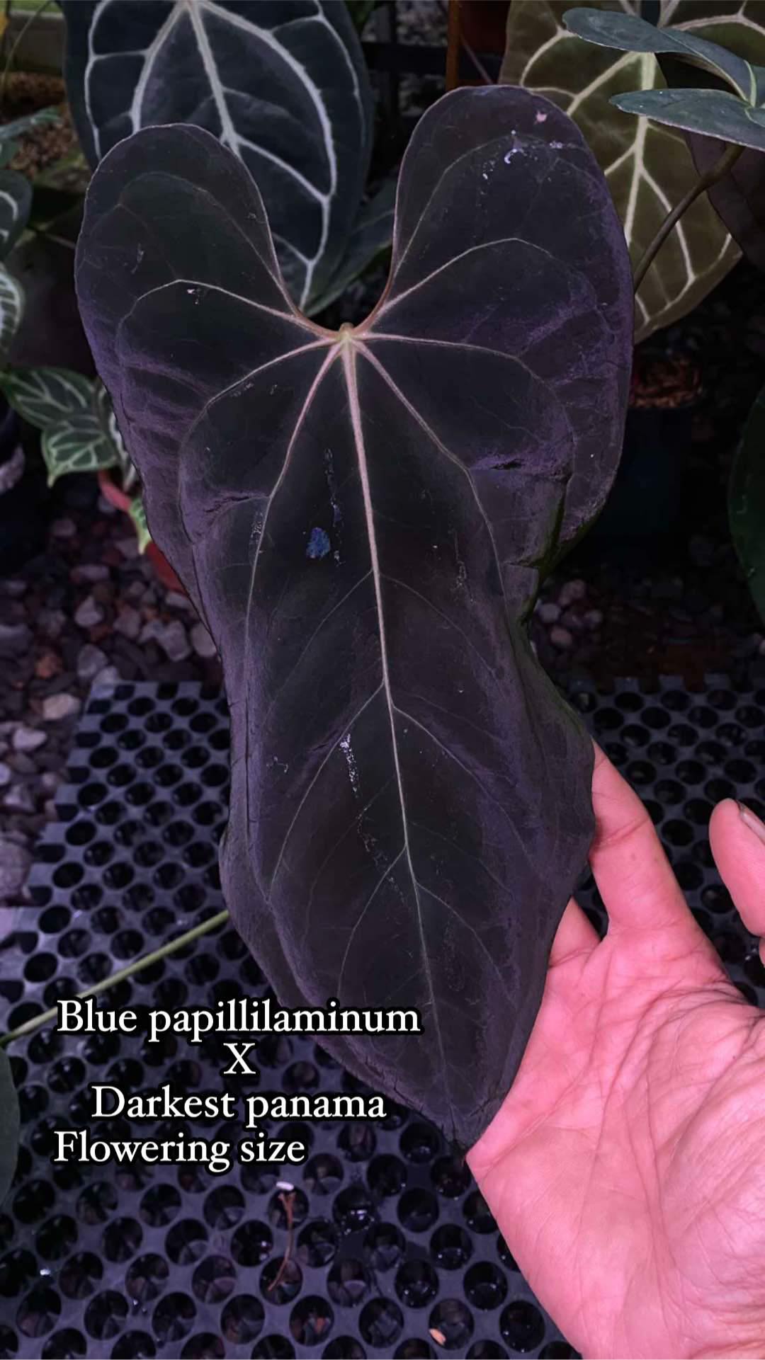 The PlantStation - Blue Papi x Datkest Panama | Facebook