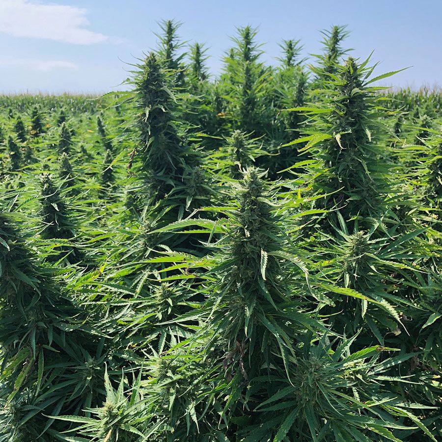 LanCo Pure Hemp - Did you know that LanCo Pure Hemp is locally sourced ...