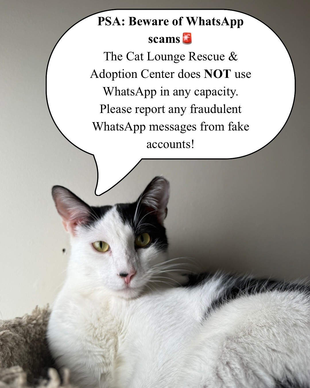 🚨PLEASE BEWARE... - The Cat Lounge Rescue and Adoption Center | Facebook