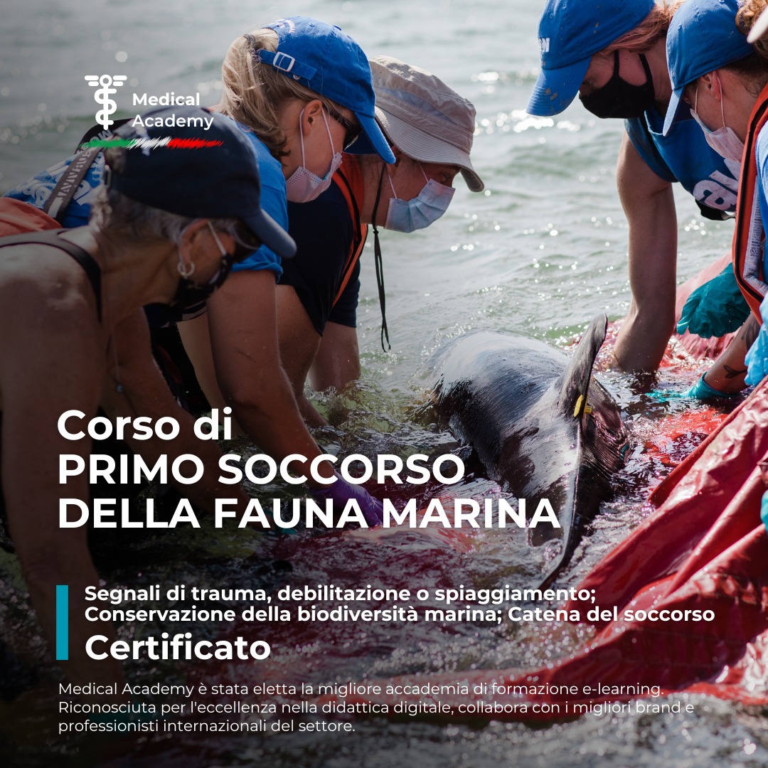 3x Certificato di primo soccorso/Adesivo Etichetta di sicurezza