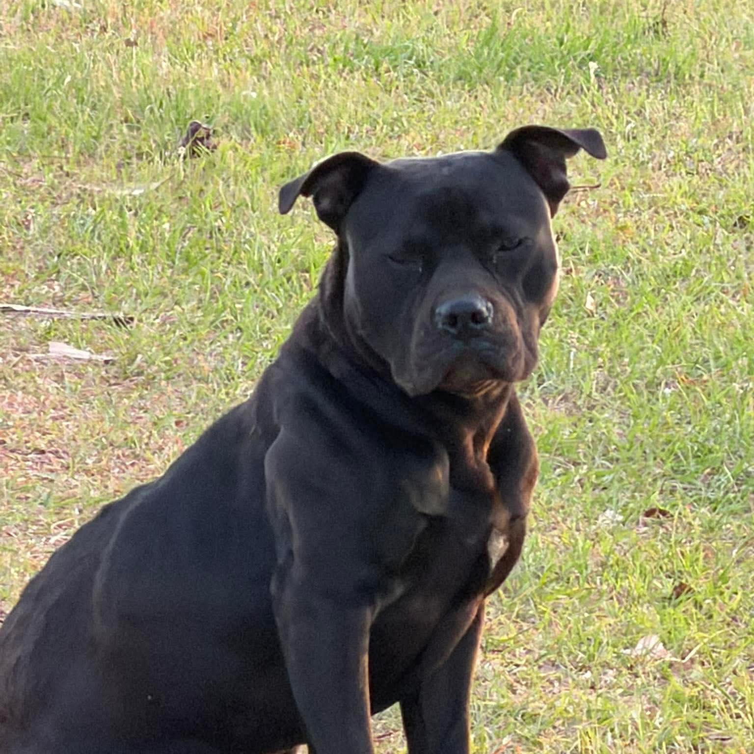 Gallery Detail: Benny Is Pulled From The Pits A Pitbull Rescue