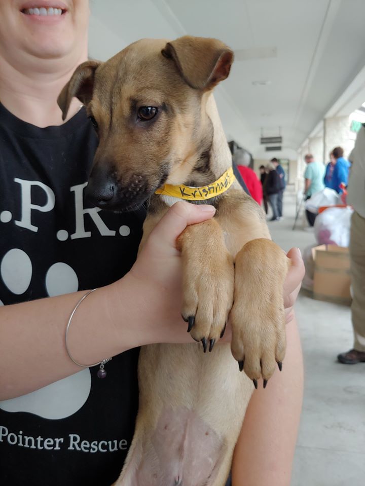 A lot a pups found Families today... - Florida Pointer Rescue | Facebook