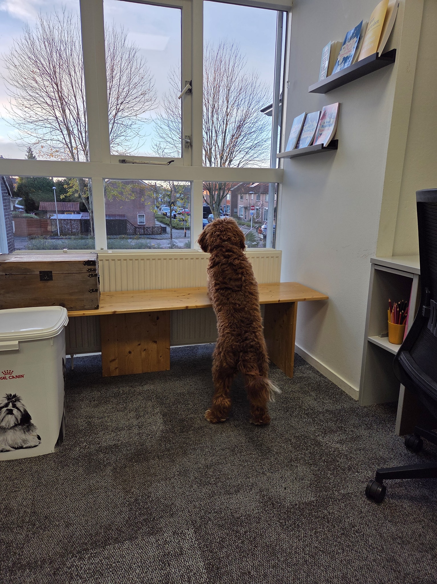 CBS - Onze schoolhond Pelle heeft diverse talenten die steeds meer ...