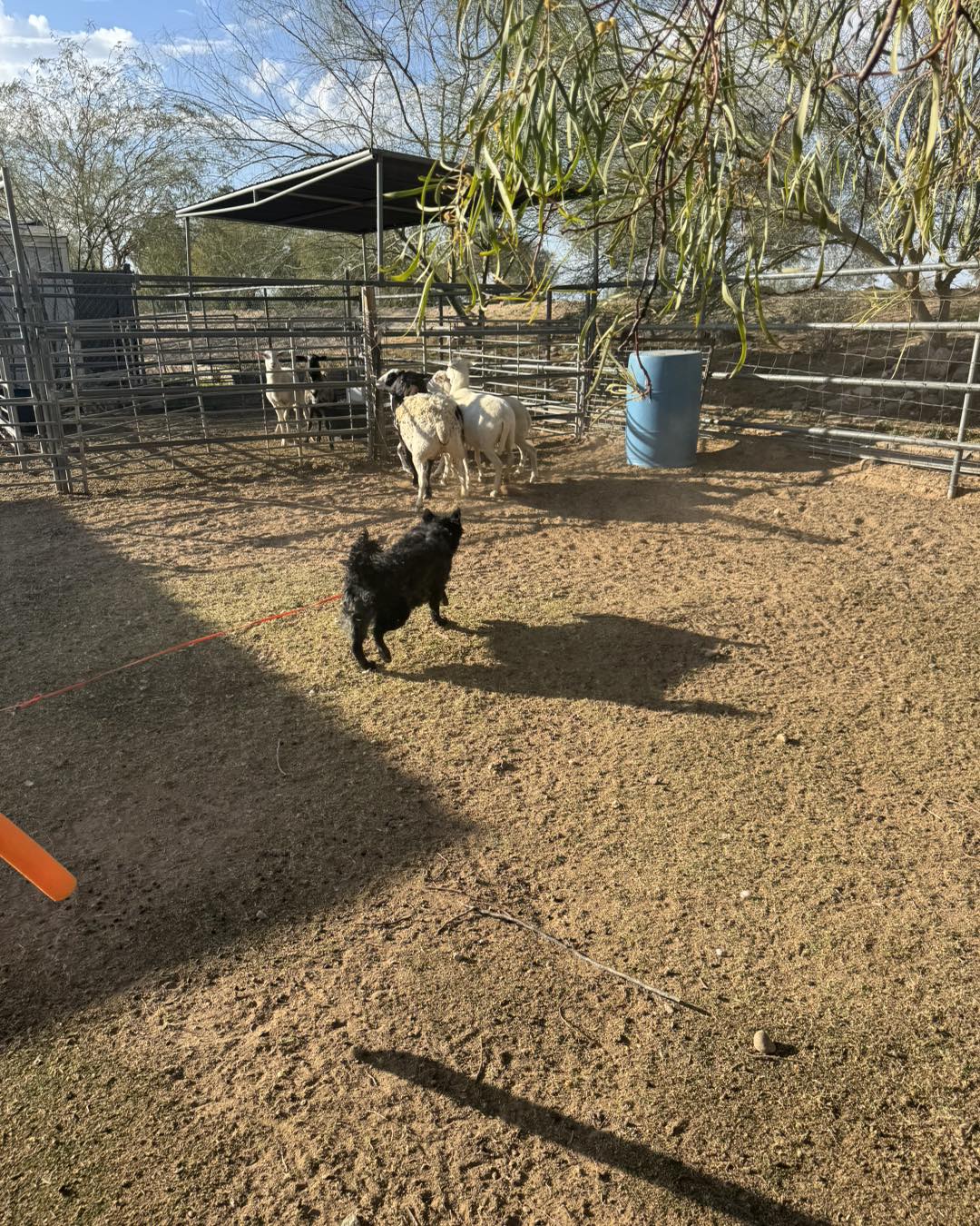 This past weekend was a show weekend... - Twisted Acres Ranch | Facebook