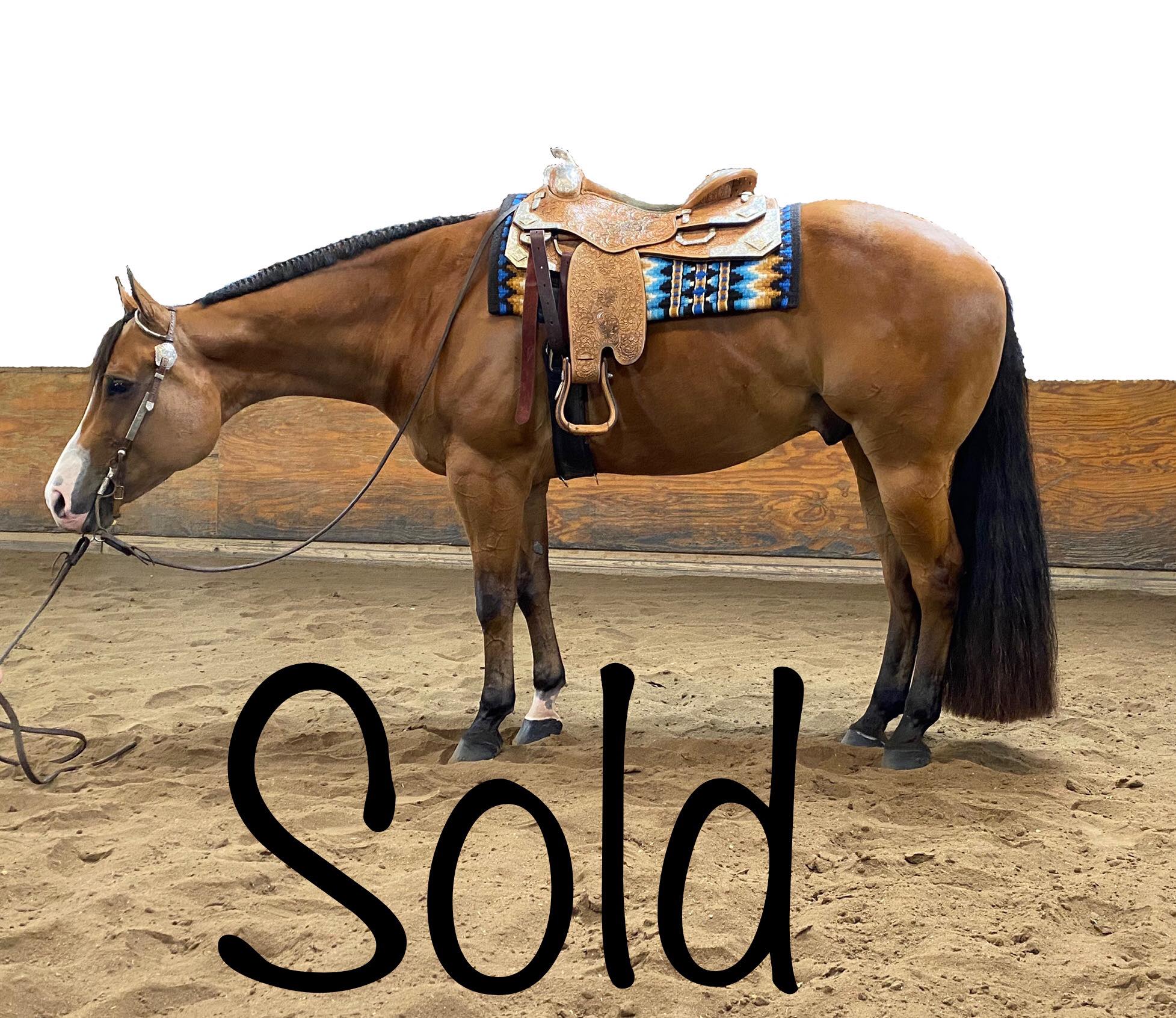 🎉🎉🎉 CONGRATULATIONS TO:... - Mark Harrell Equine Marketing