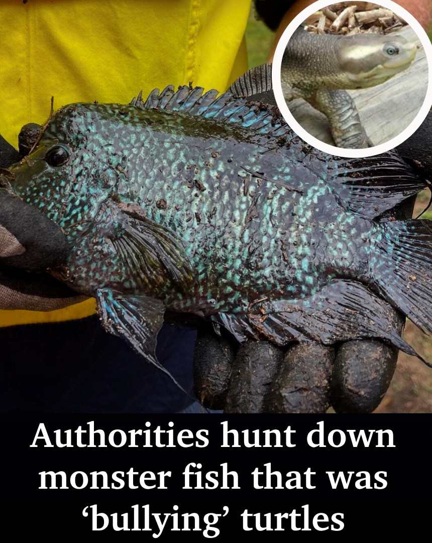 The Northern - An unwanted aquarium fish turned monster of the deep has ...