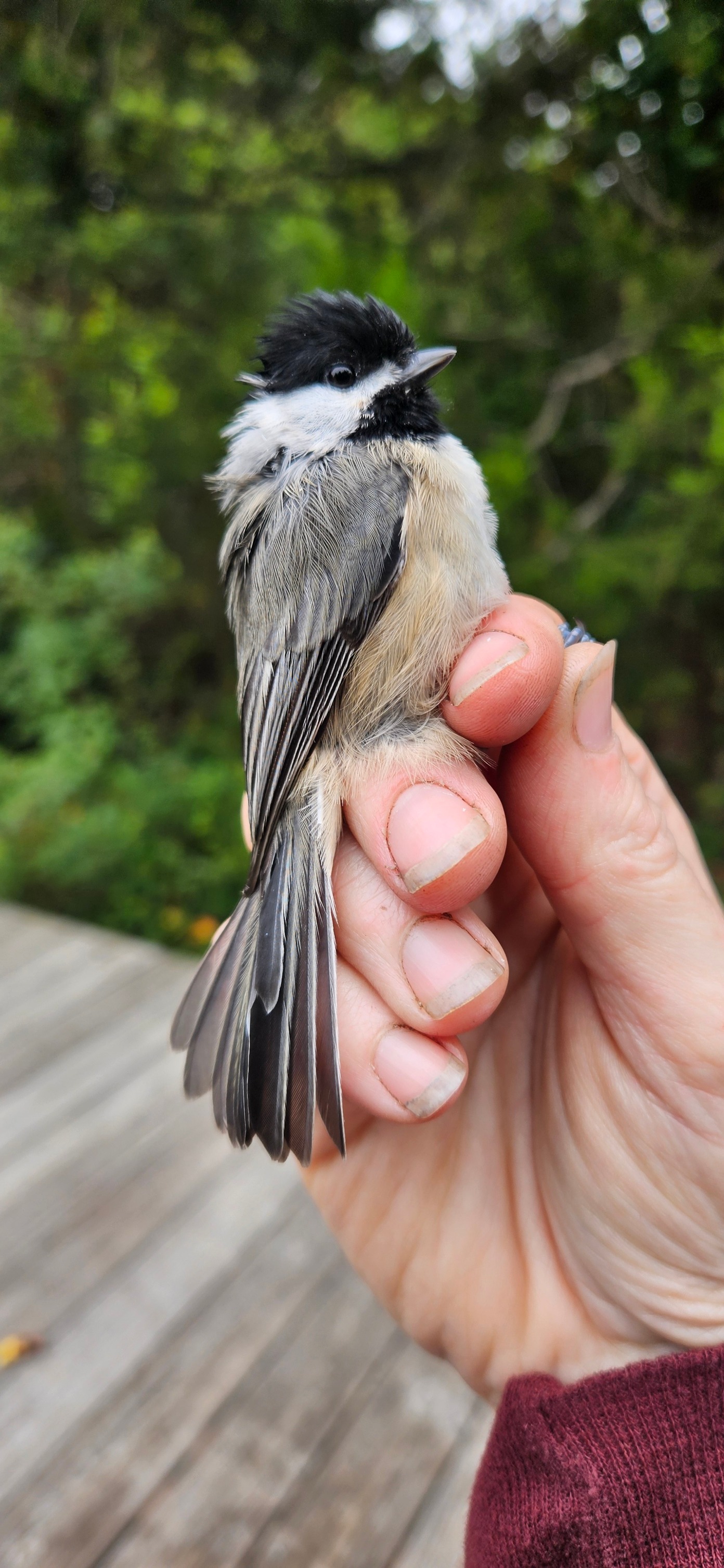 Sullivan's Island Bird Banding Station