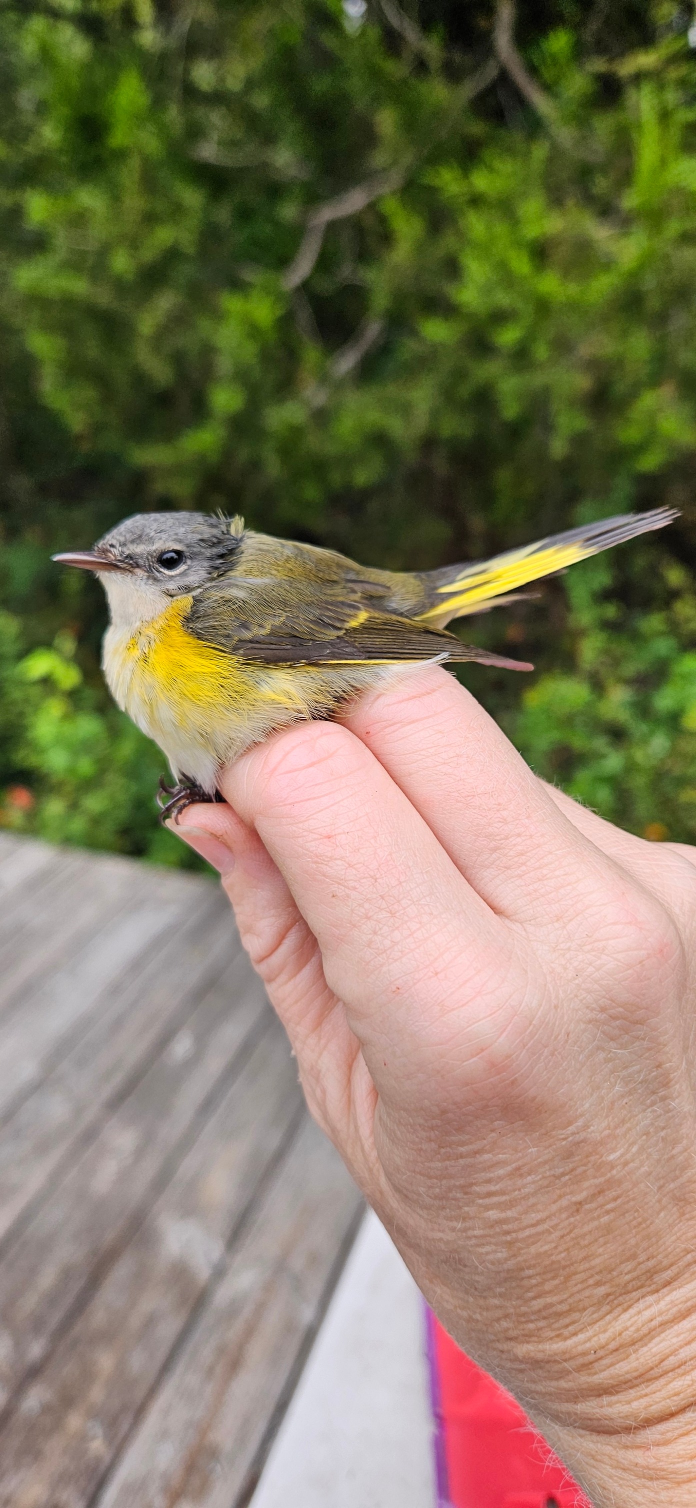 Sullivan's Island Bird Banding Station