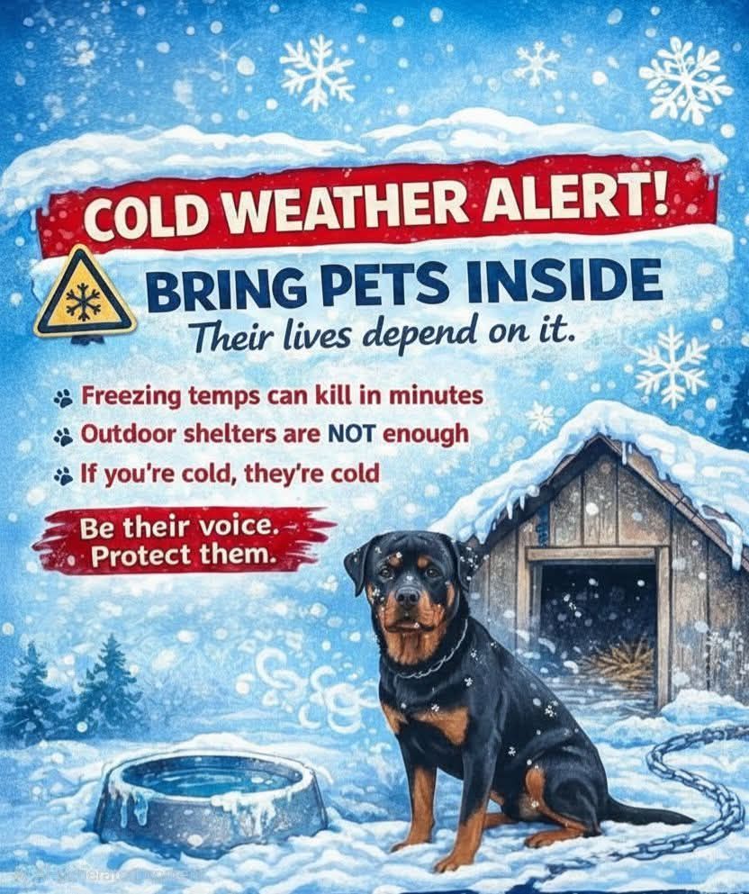 County K Rottweilers