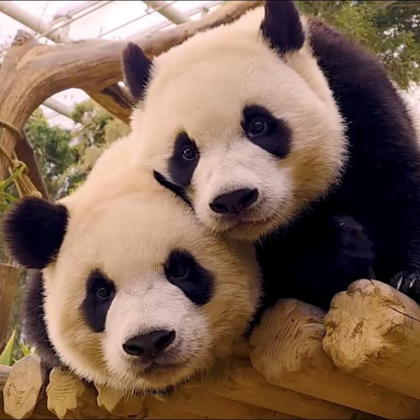 Ai thấy Rui Hui đâu rồi ko chô chú, sao vườn gấu trúc mà ông Kang chụp ...