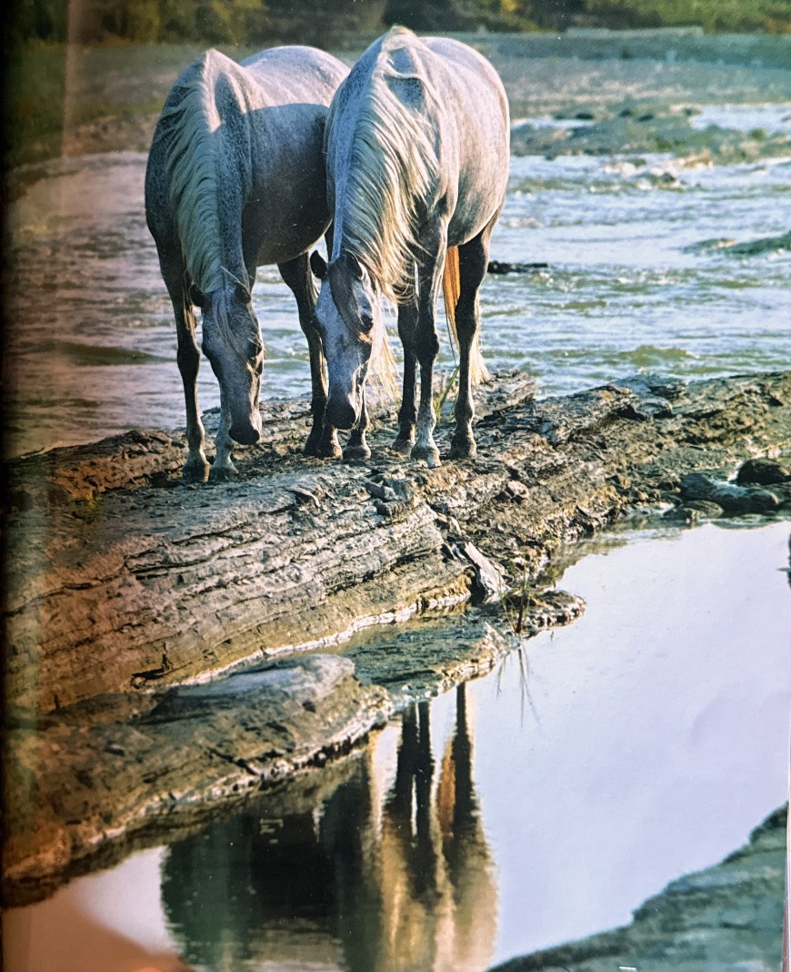 Arabian Horse World - 