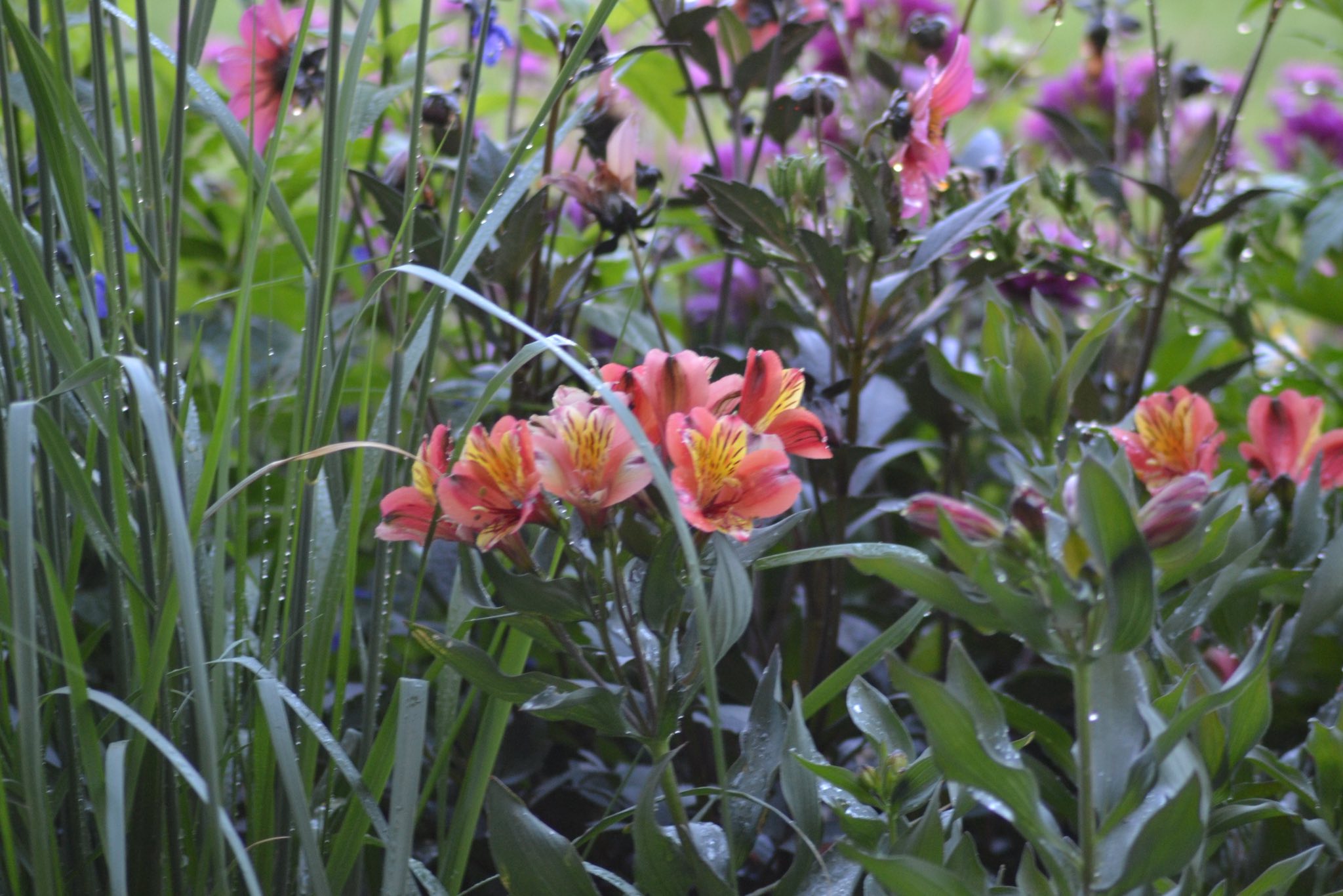 scea-horticulture-ettwiller-scea-horticulture-ettwiller