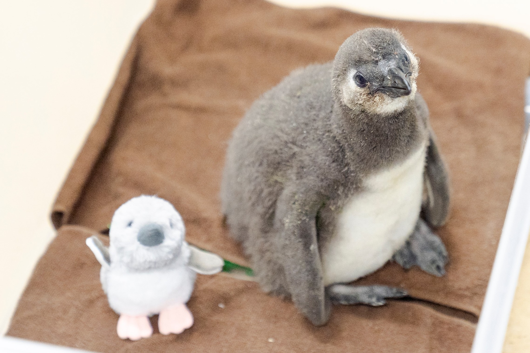 ふわふわなぬいぐるみが新登場！ 🐧🐧ベビーペンギン🐧🐧 赤ちゃんの