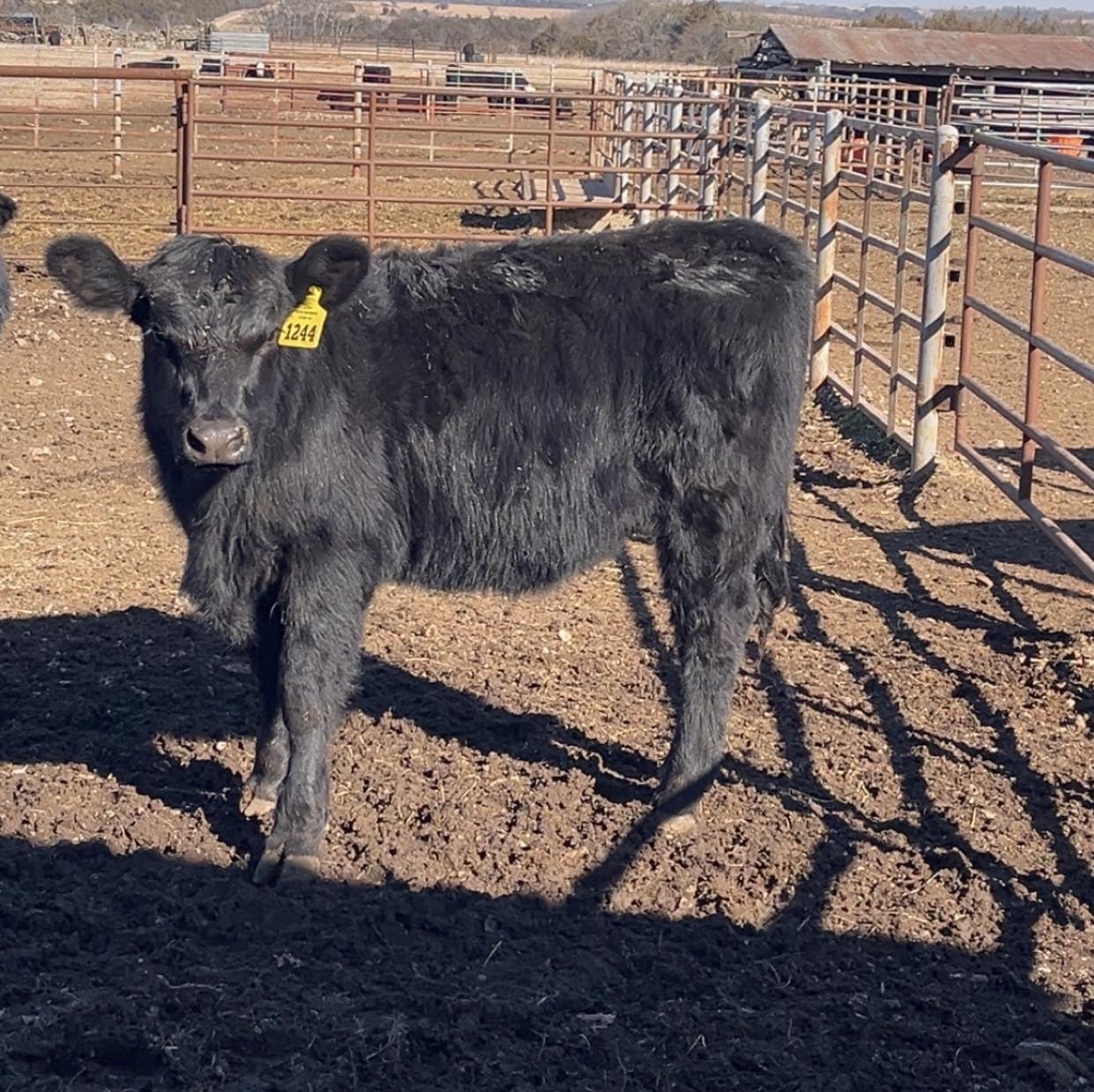 Graff Ranch | Neodesha KS