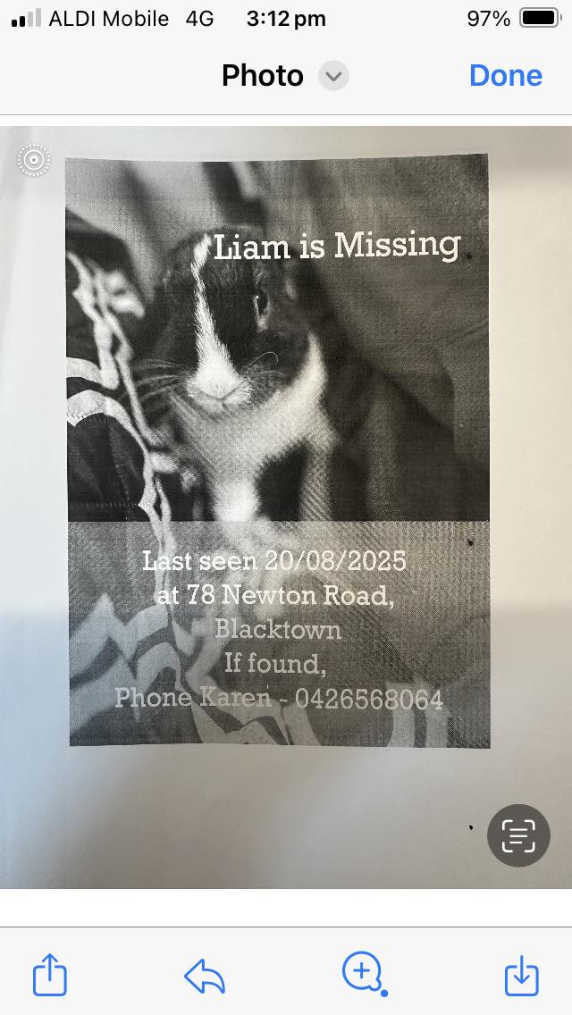LOST PETS SYDNEY | Liam is a black and white rabbit he is neutered and ...