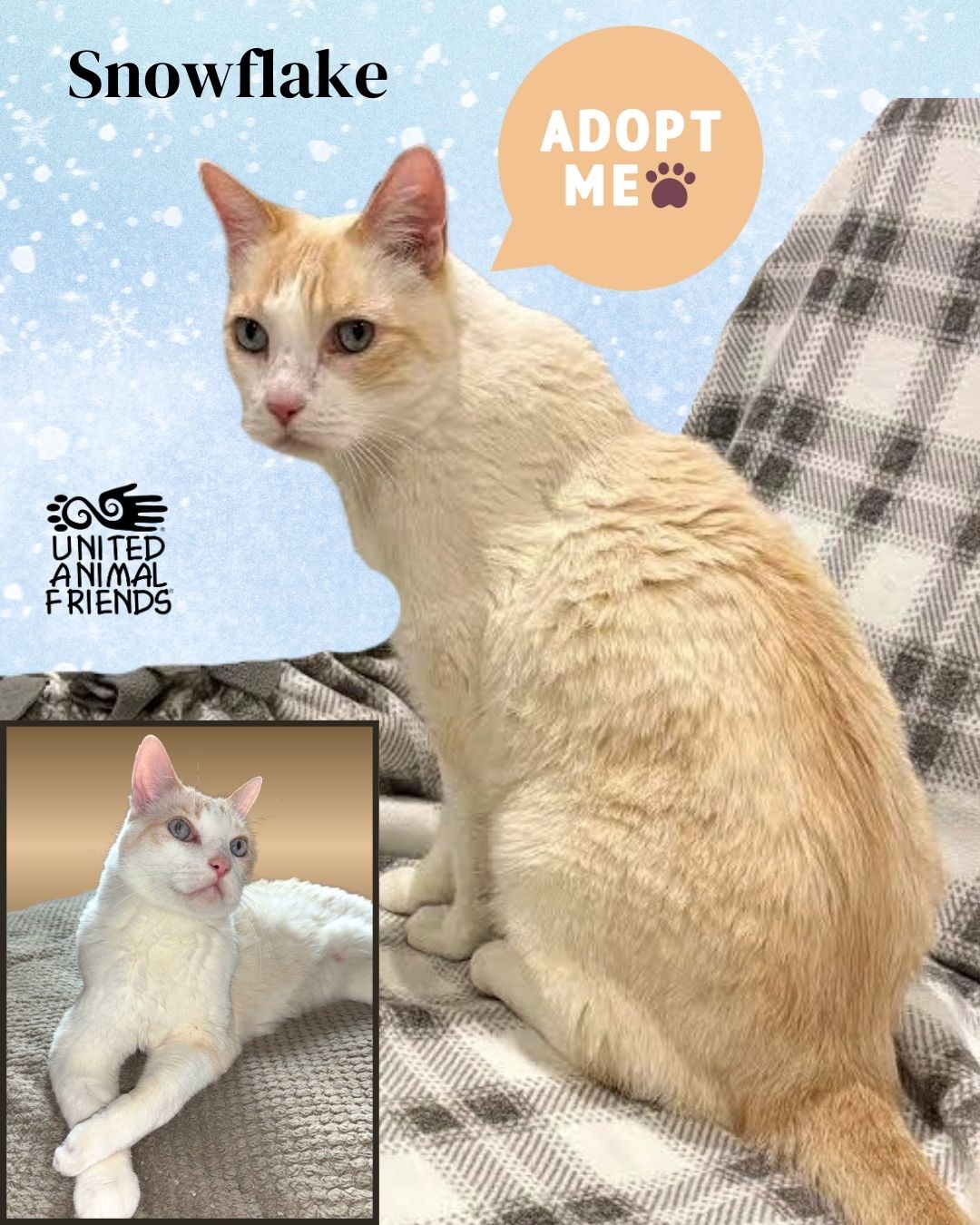 United - Meet Snowflake, a stunning 10-year-old Siamese mix who ...