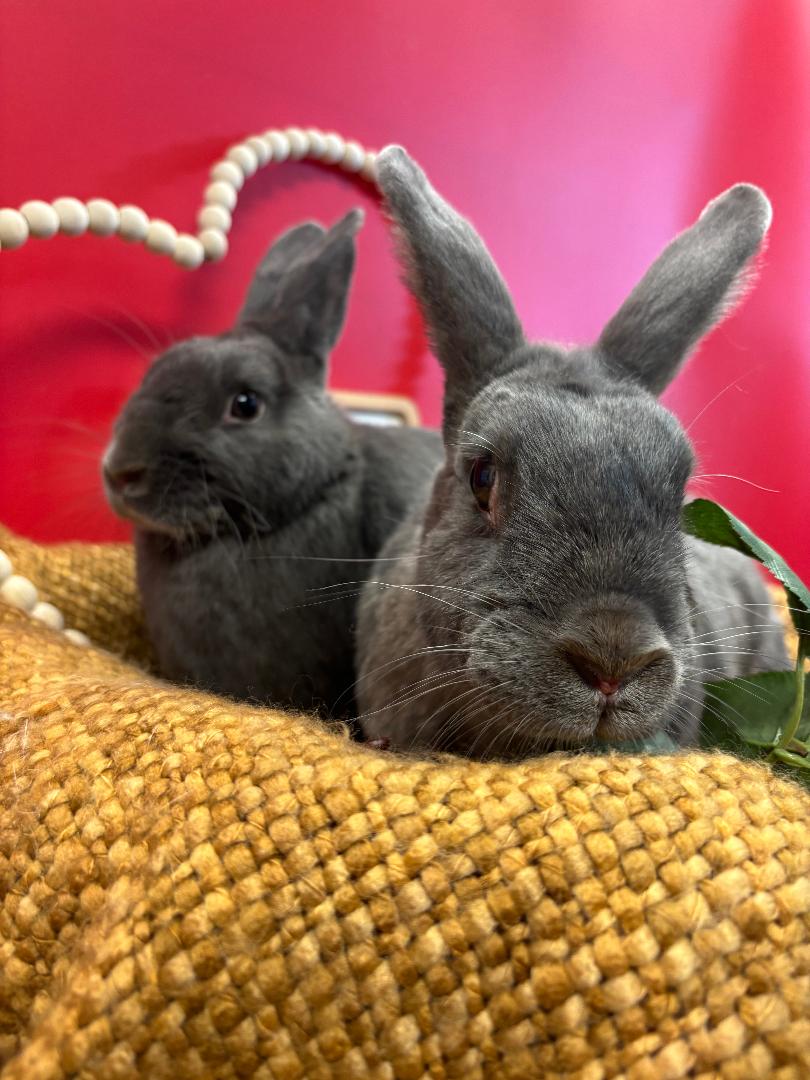 F5RS Bunnies in Baskets - Therapy Bunnies - Hi, I'm Wyatt, Therapy ...