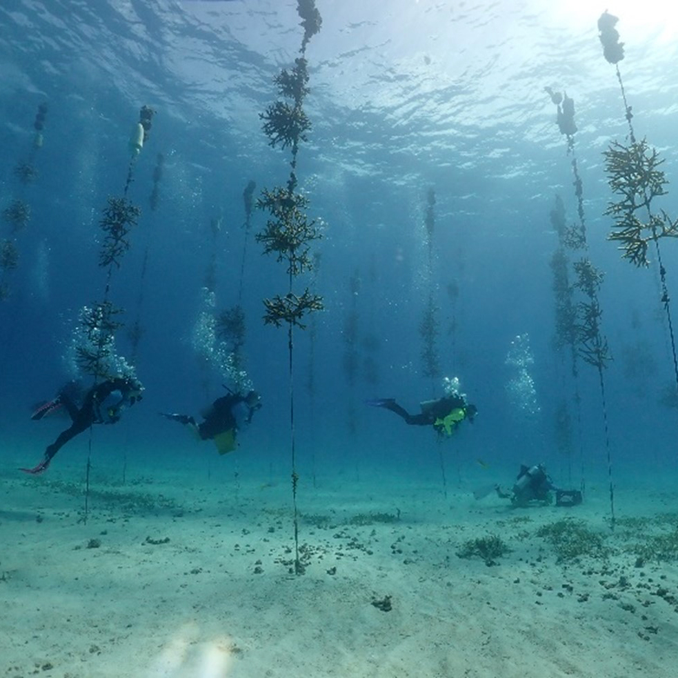 Shearwater - Florida’s reefs have taken a beating from heat, disease ...