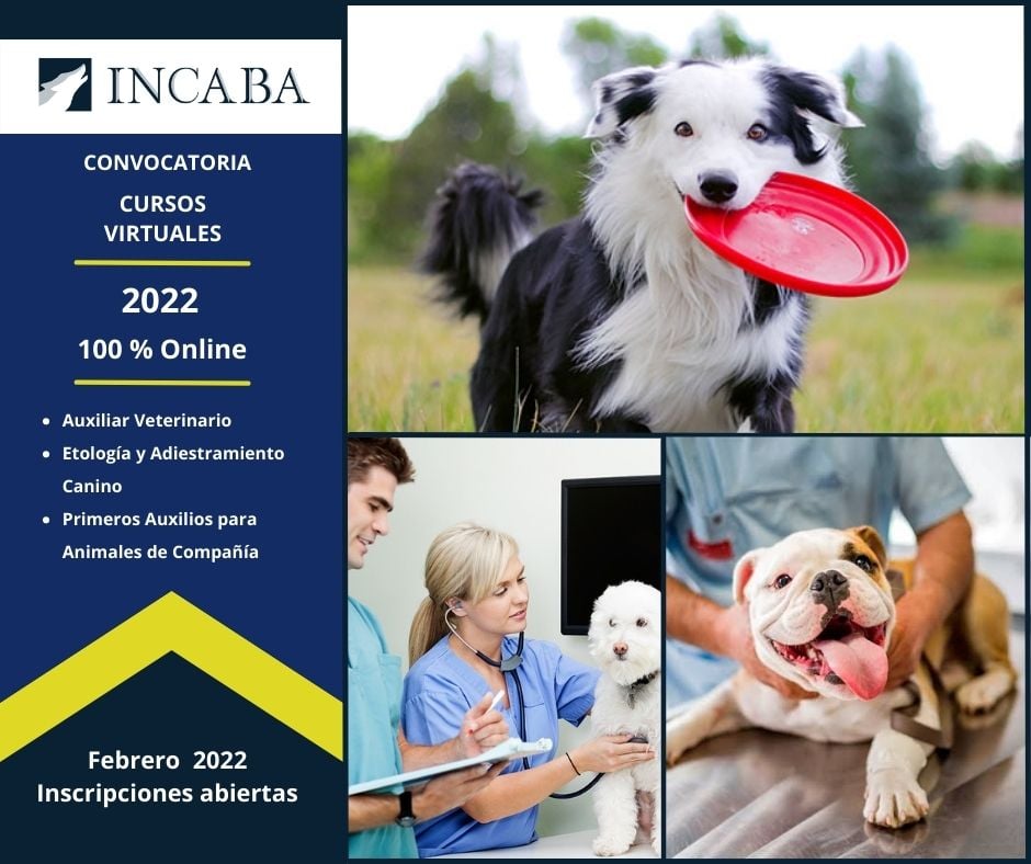 📢📢📢 Llegó el momento,... - Incaba Servicios Profesionales | Facebook