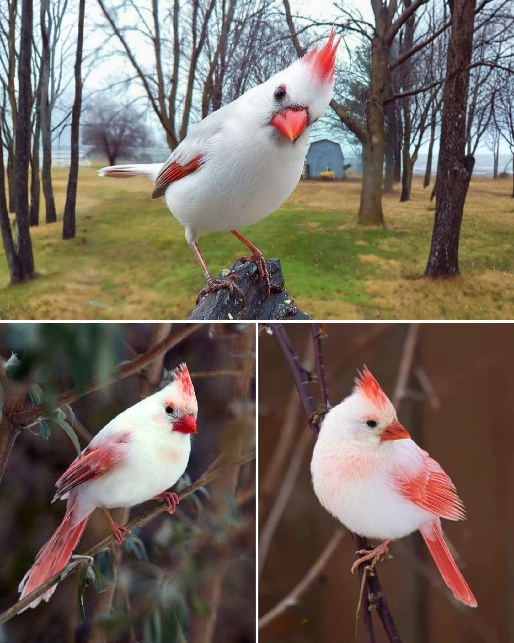 🔥 This is the WHITE CARDINAL - A One... - Incredible planet | Facebook