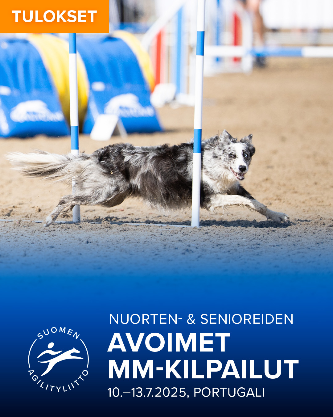 suomen-agilityliitto-added-a-new-photo-suomen-agilityliitto