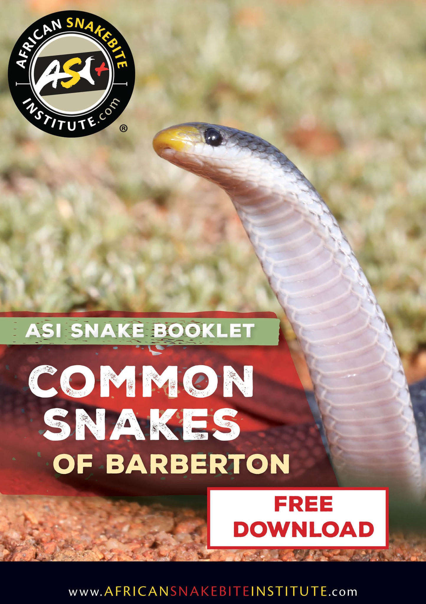 African - Common Snakes of Barberton - ASI Snake Booklet 🐍 Our first ...